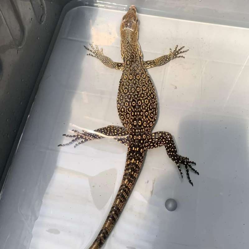varanus salvator