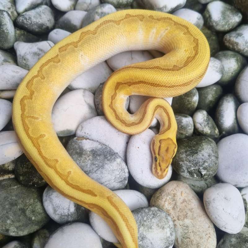 Kingpin enchi fire