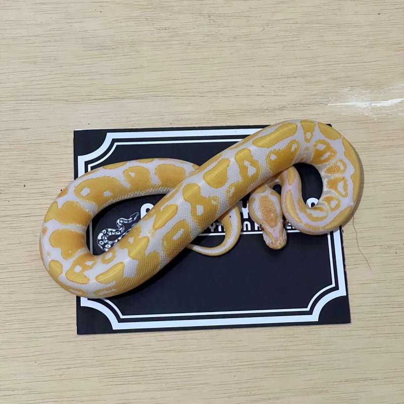 Lavender Ball Python [2024030710]