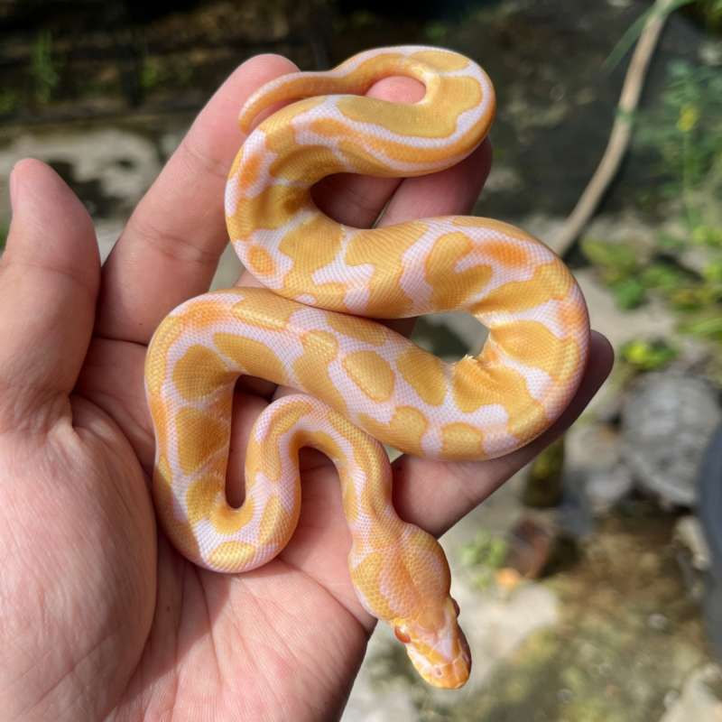 BP ORANGE DREAM ALBINO PH PIED