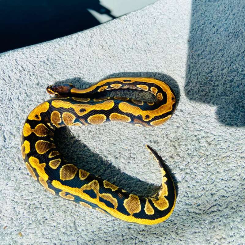 ball python