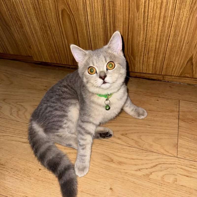 Kucing British Shorthair Silver Kitten Jantan