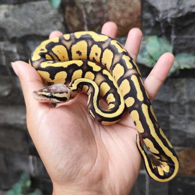 Firefly