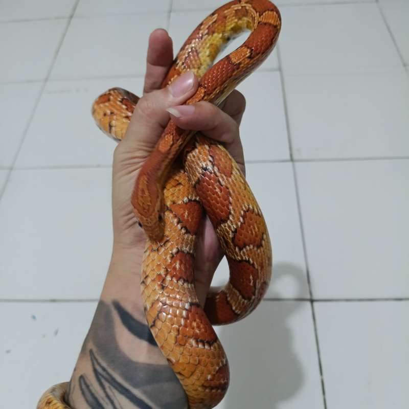 Cs male dewasa proven normal 120cm kualitas grade A