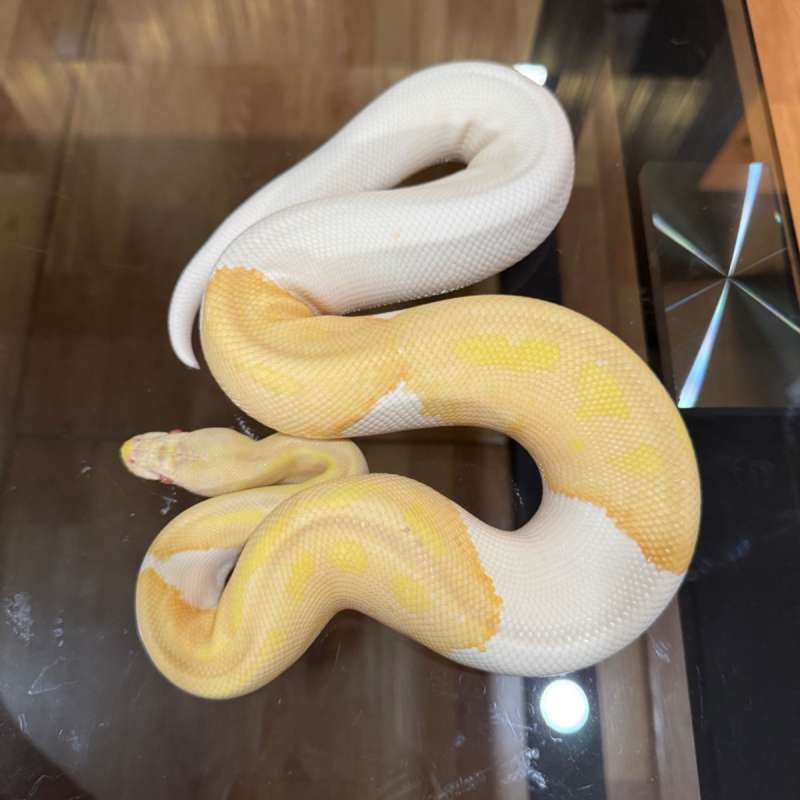 Pastel albino pied poss het desert ghost male