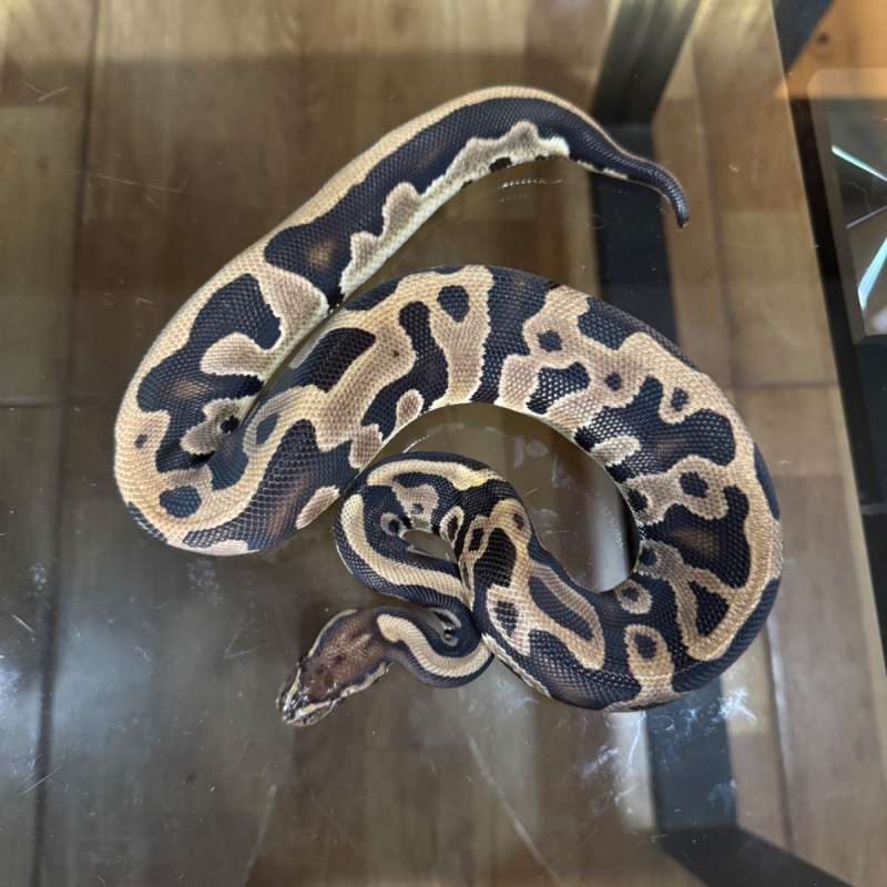 Leopard het ultramel poss het pied female