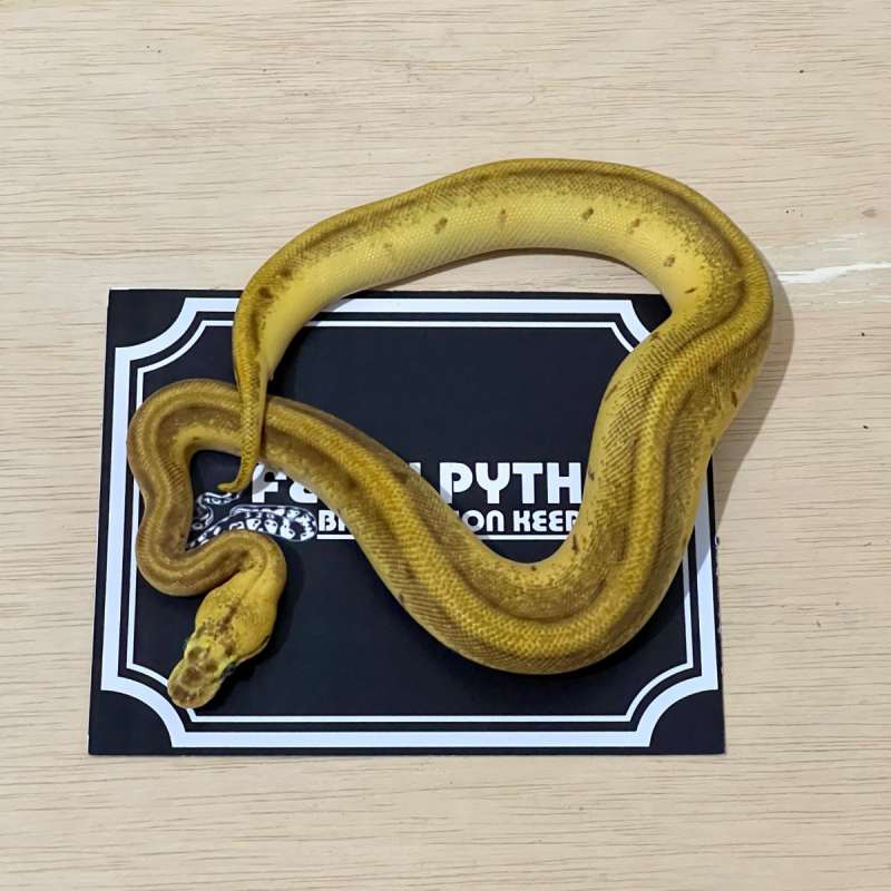 Super Enchi Lemonblast Ball Python [2024040401]