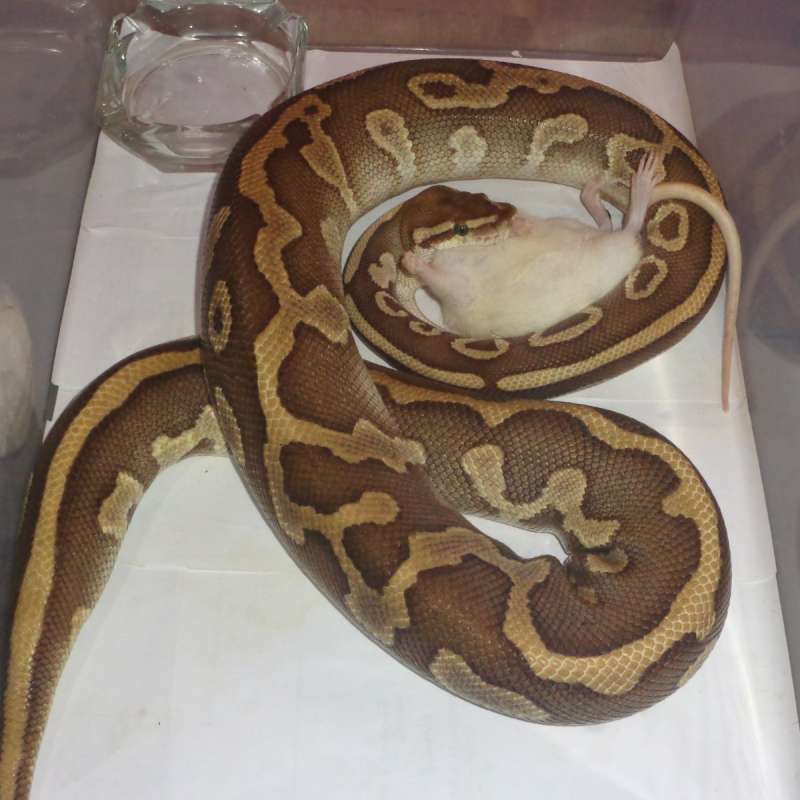 Lesser leopard het clown