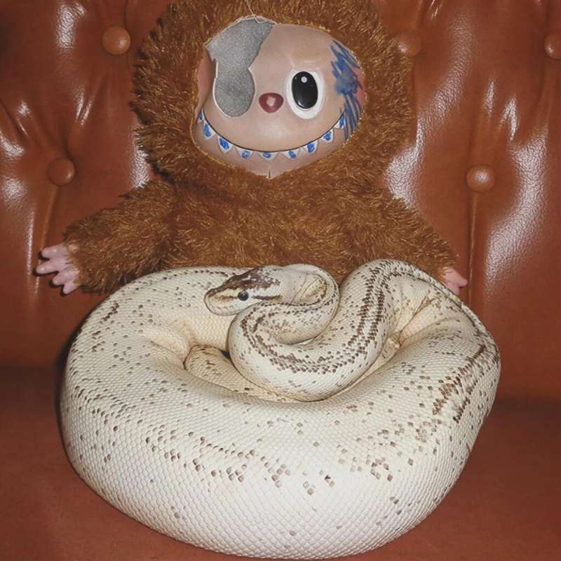 Super pastel cinnamon yellow belly specter