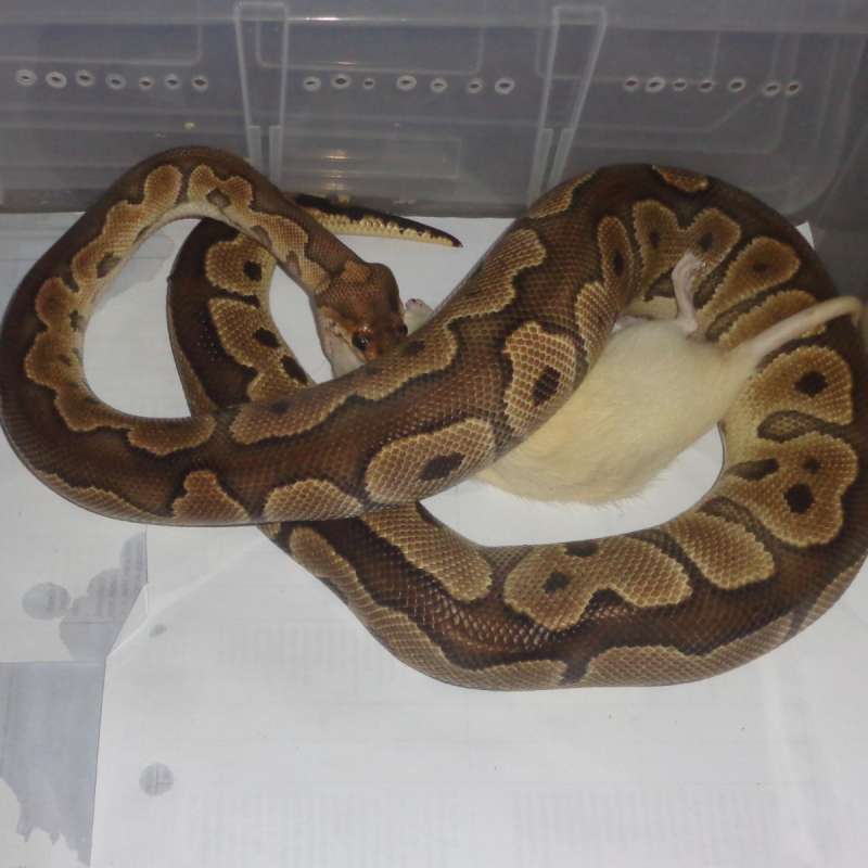 Clown het lavender