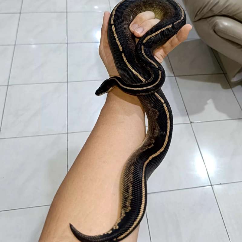 RARE, Female Black head black pastel phantom