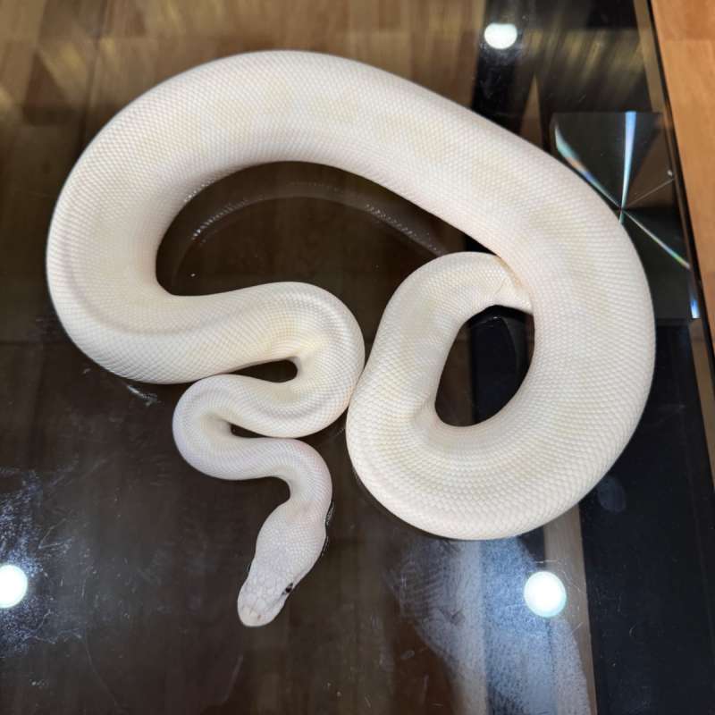 Bel pastel clown poss spotnose male