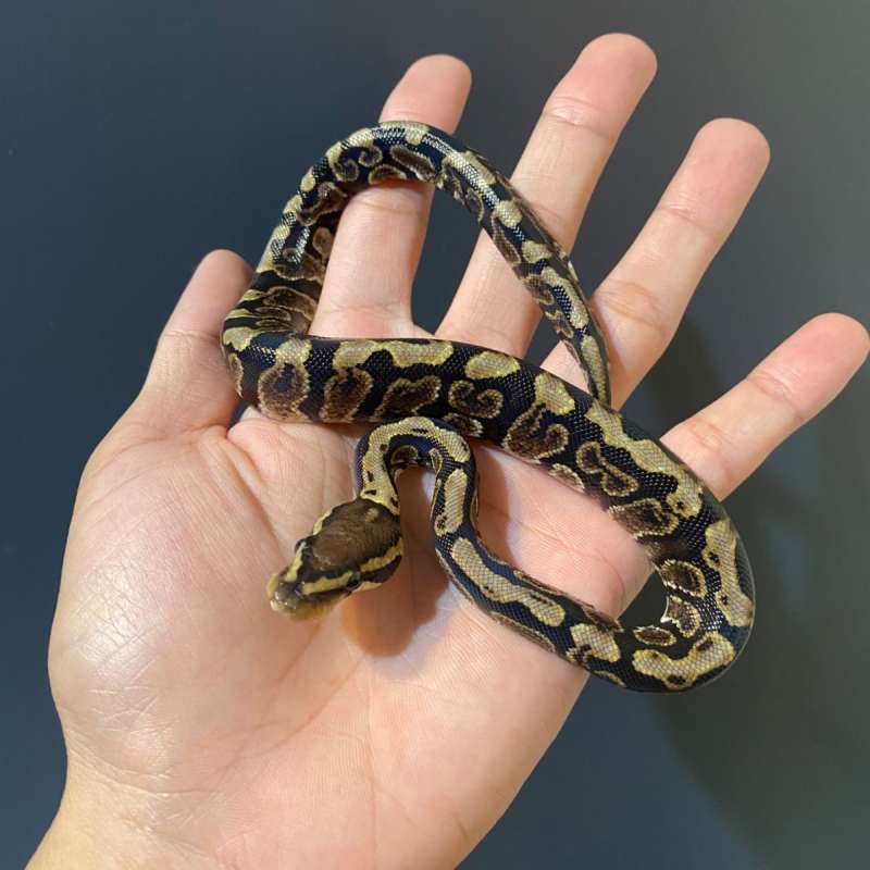 M - GHI Spotnose het Clown 🔥