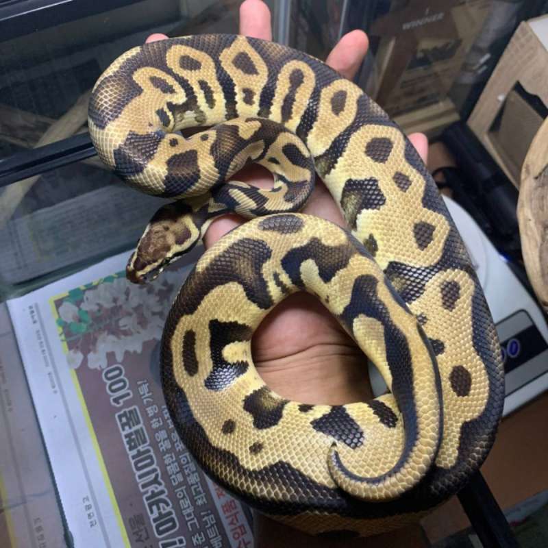 ball python leopard pastel dh clown het DG