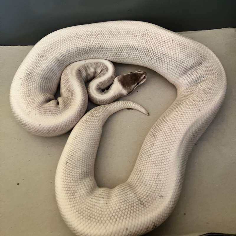 FEMALE Ghi Mojave Phantom Poss het pied