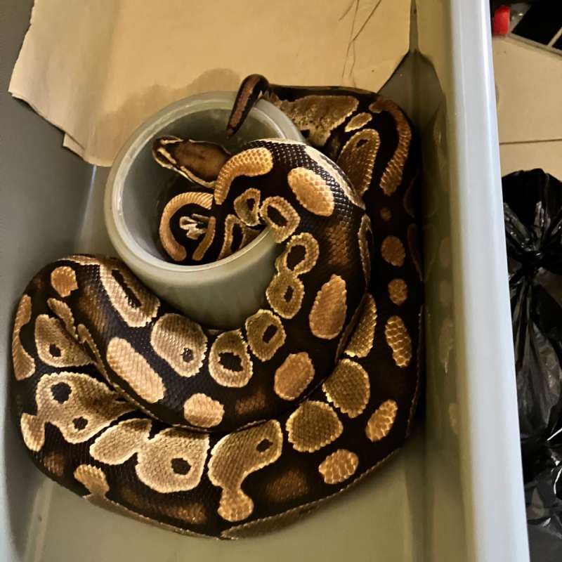 Proven Female Normal Ball Python