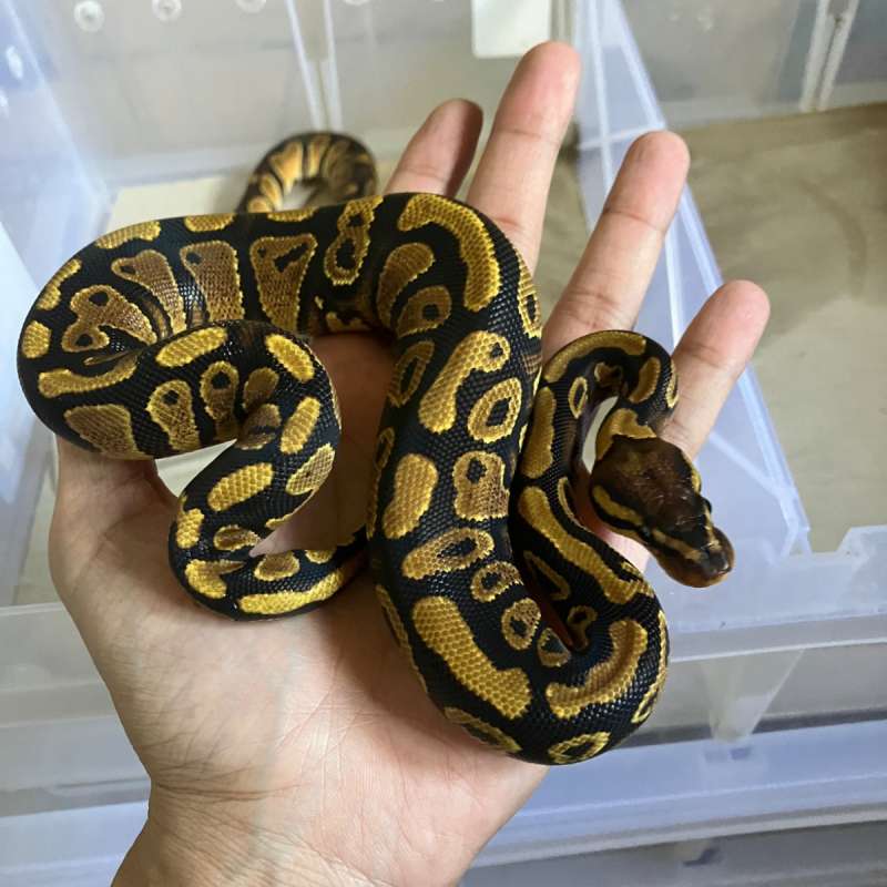 Female Yellow Belly Het clown
