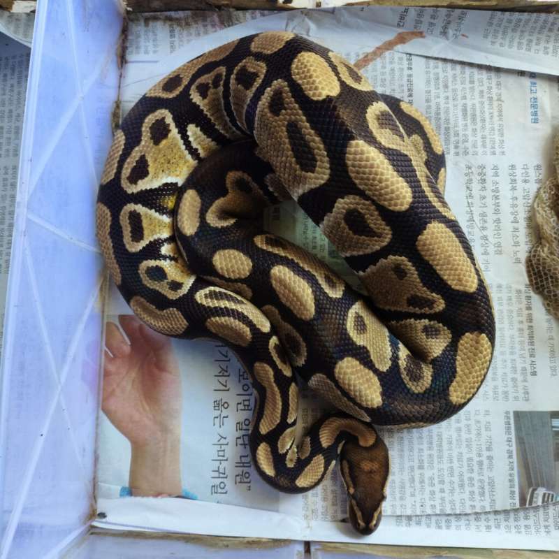 Het lavender albino