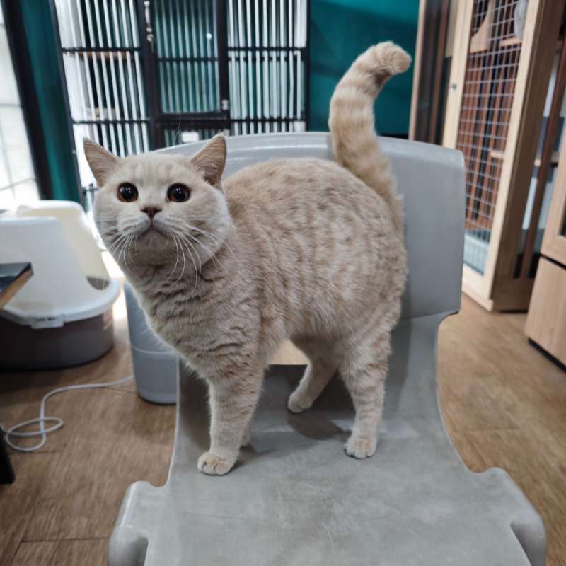 Kucing BSH Jantan Cream Tabby