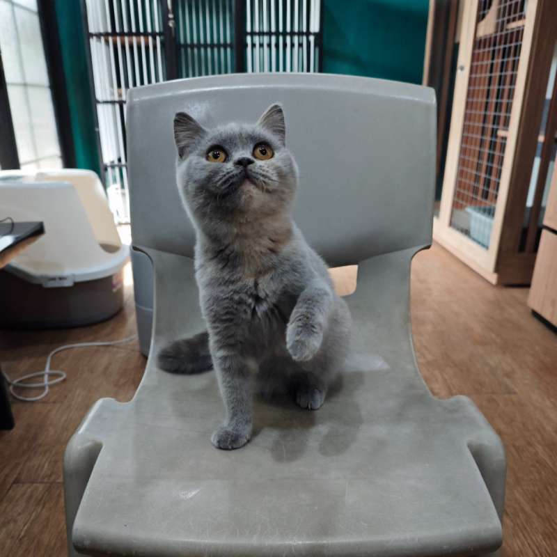 Kucing BSH Betina Blue Tortie