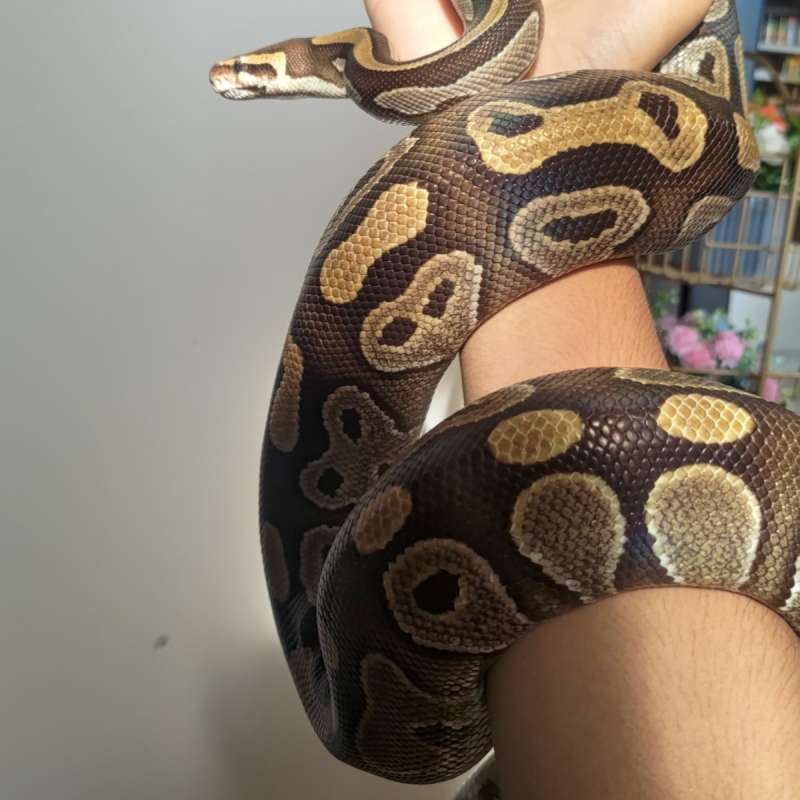 MOJAVE PROVEN SIAP BREEDING