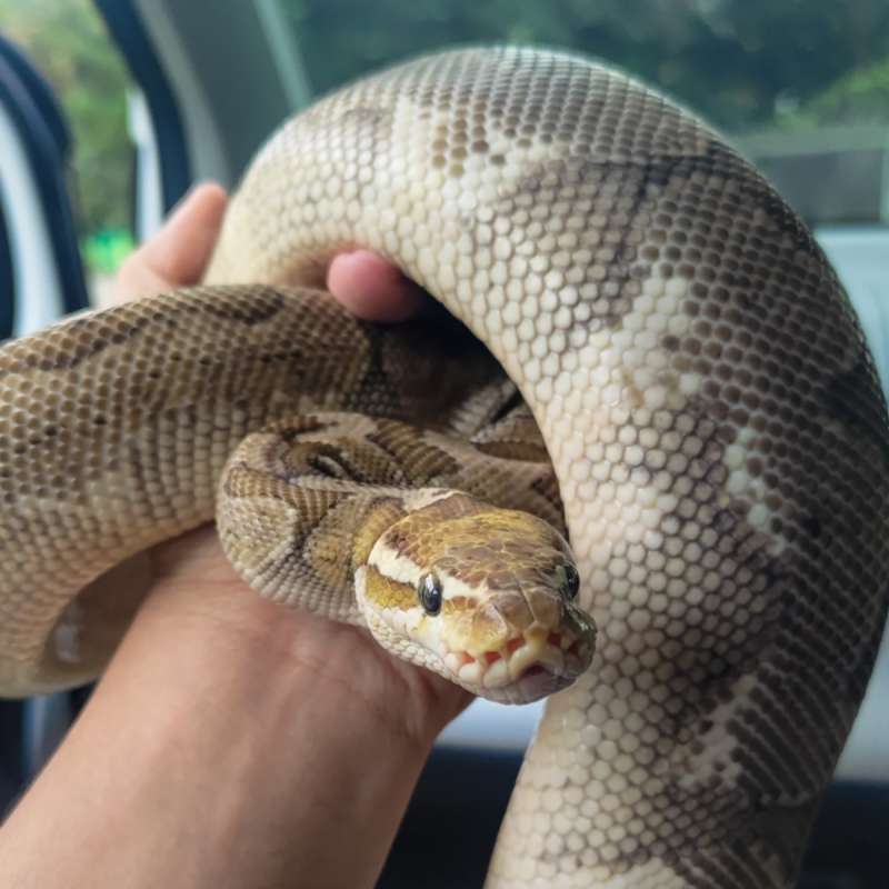BAMBOO PASTEL PROVEN FEMALE