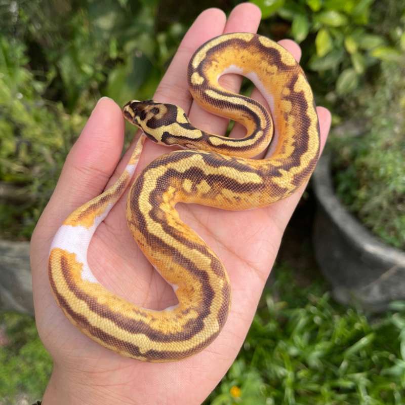 F pastel enchi yb pied ph clown