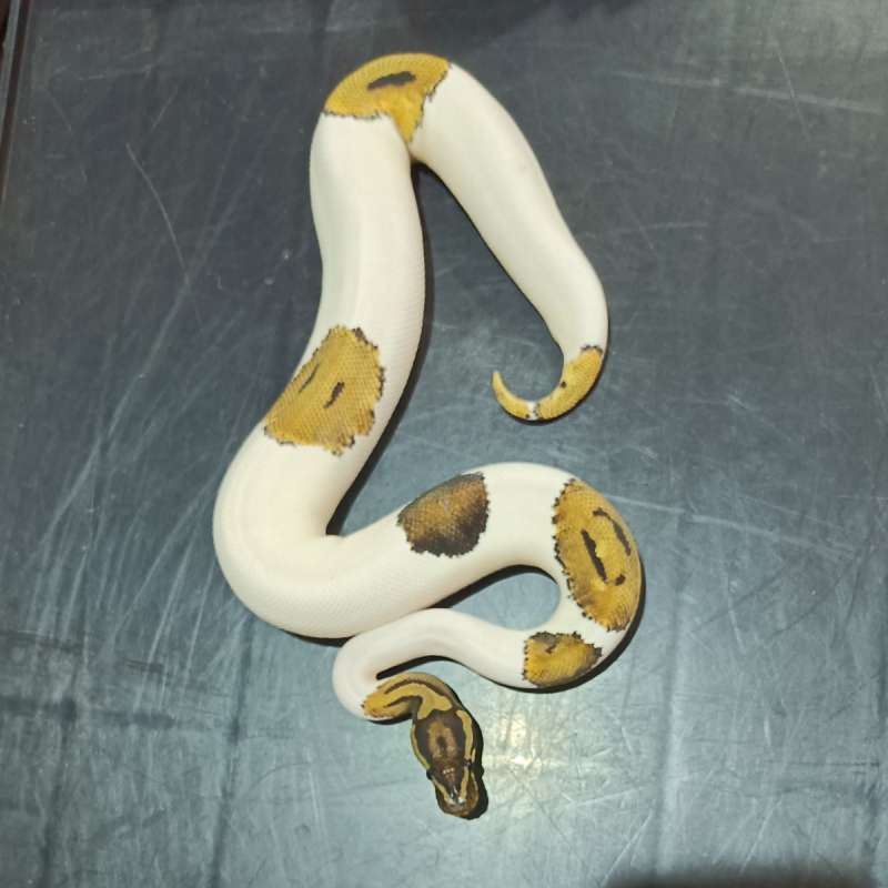 Leopard Pied Het Axanthic