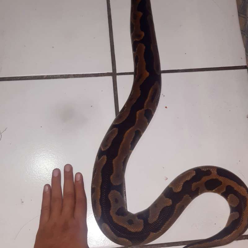 LEOPARD ODYB female