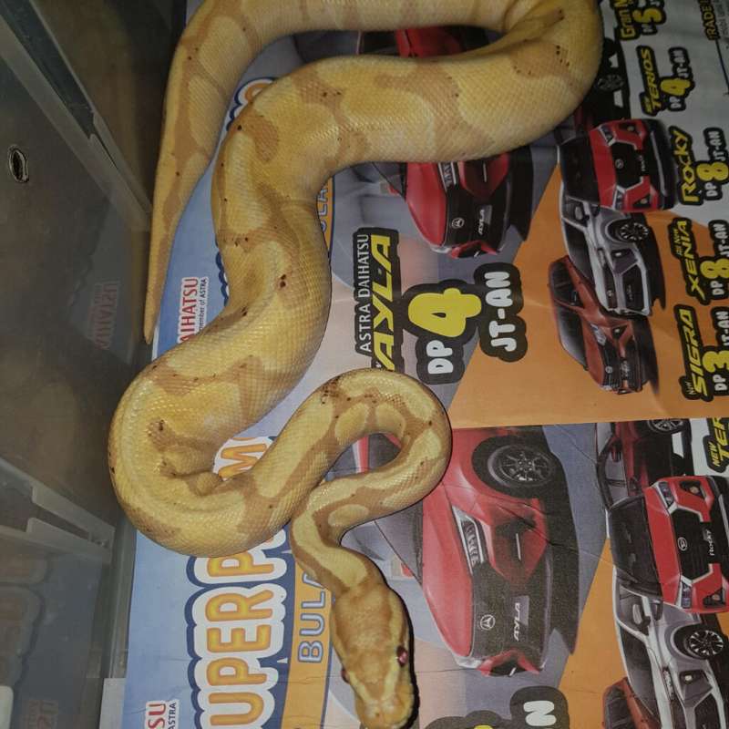 F BANANA ENCHI HET PIED