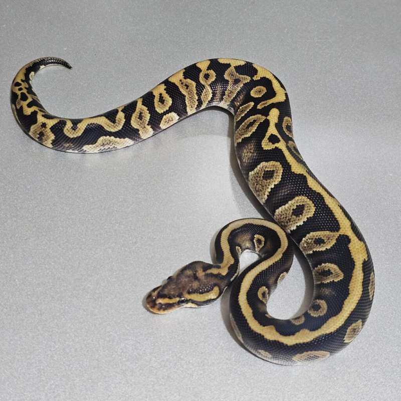 Chocolate Spotnose dh Hypo Clown