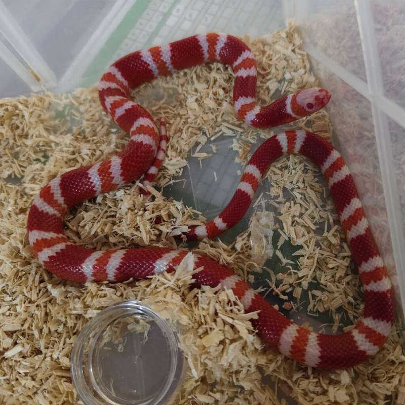 Milksnake albino tangerine honduran