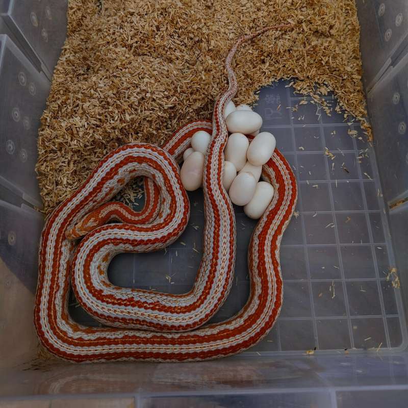 Cornsnake PAIR