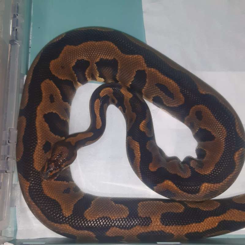 F Leopard orange dream yellowbelly 1500gr