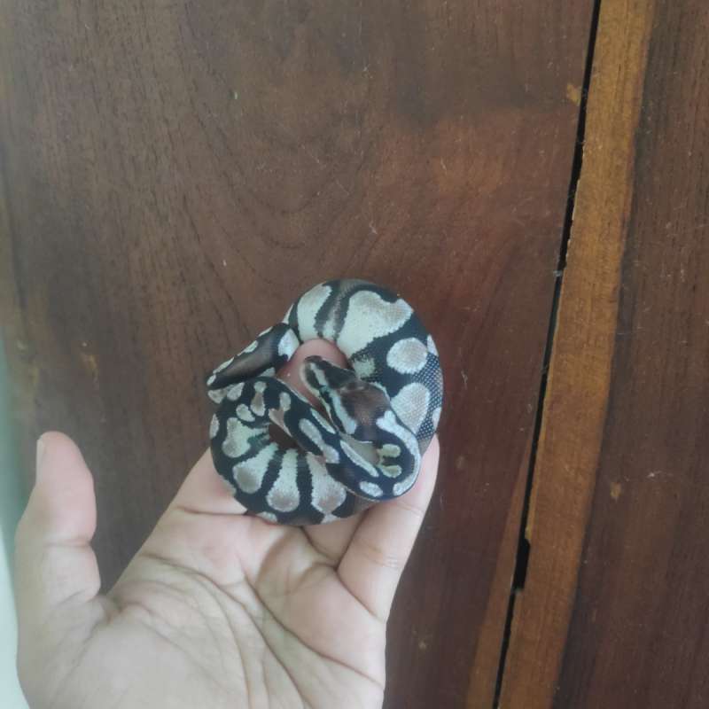 Pastel Axanthic VPI