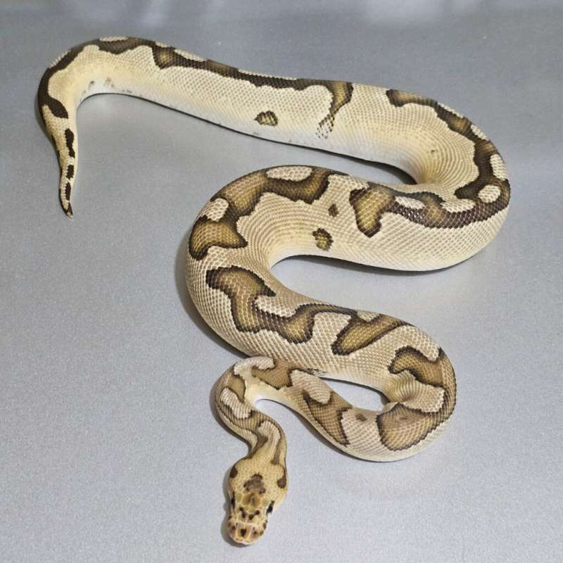 Specter Clown