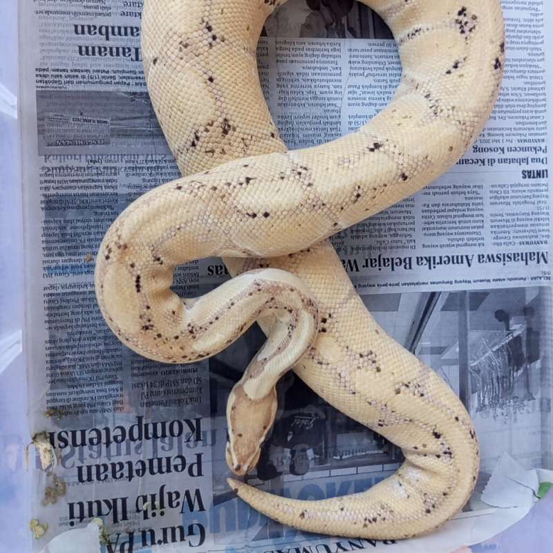 M.BANANA PASTEL