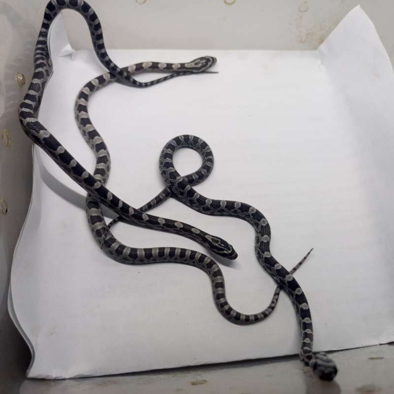 Baby Corn Snake Anery