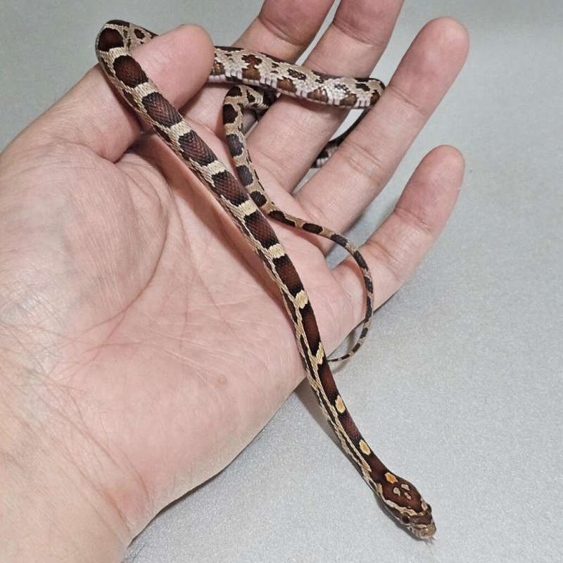 Cornsnake Okeetee het Albino