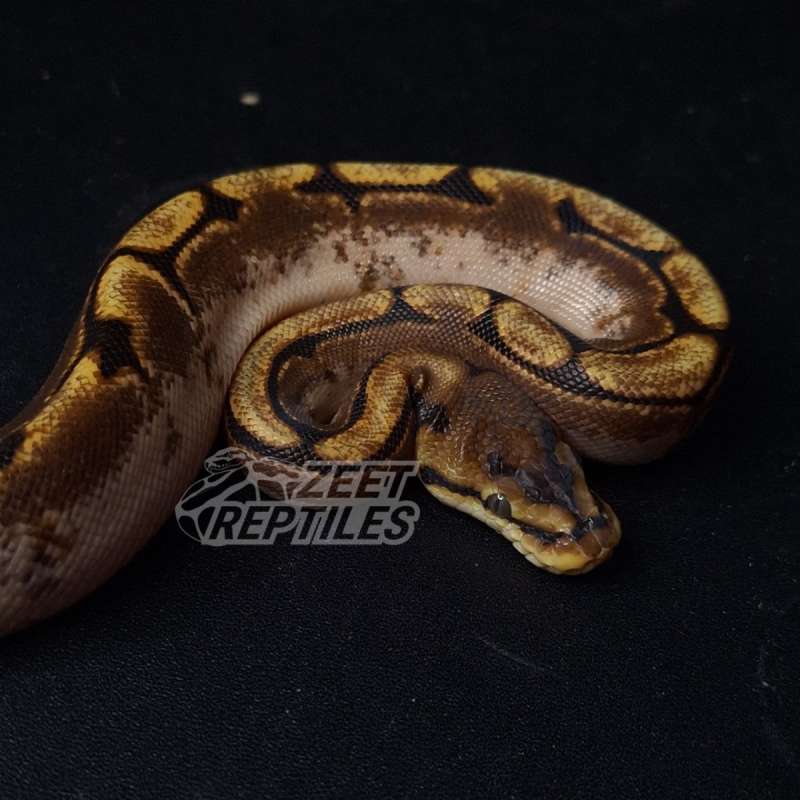M - Calico Spider