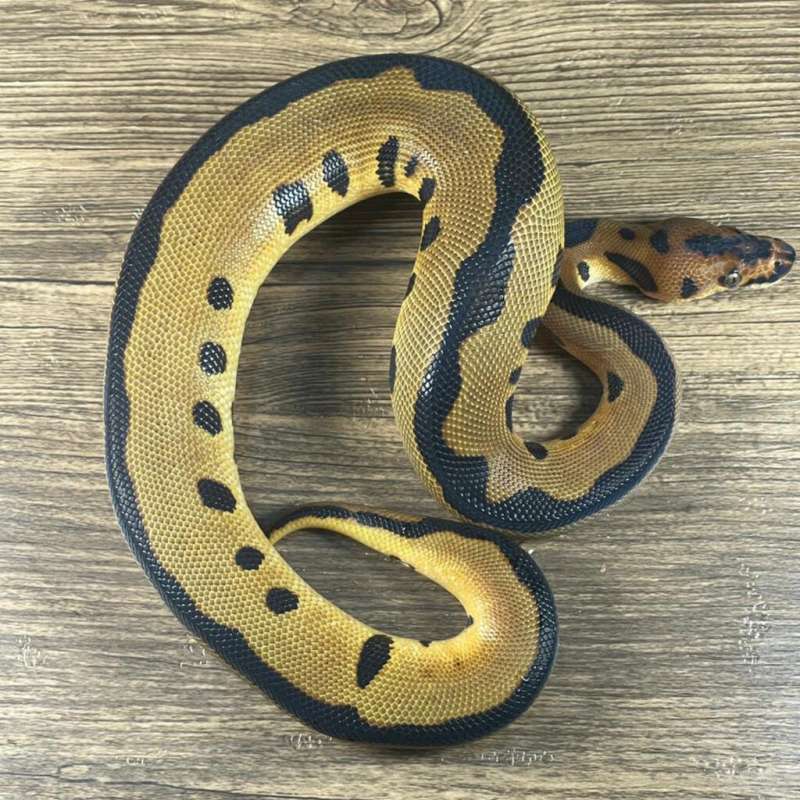 LEOPARD CLOWN