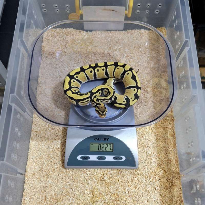 Desert Ghost Double Het Hypo Clown Female