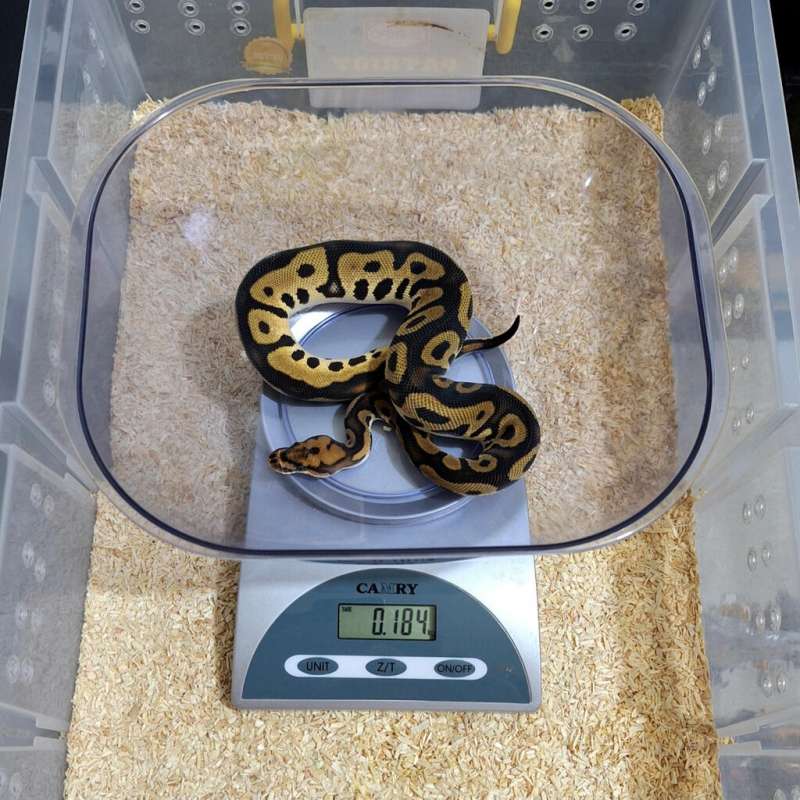 Orange Dream Clown Het Desert Ghost