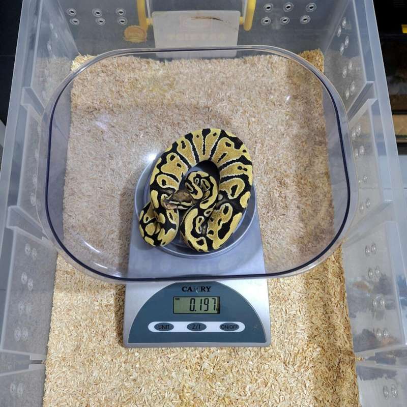 Desert Ghost Het Clown Female