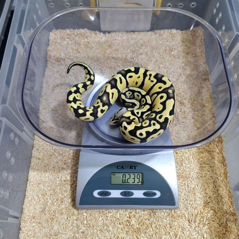 Pastel Desert Ghost Het Clown Female