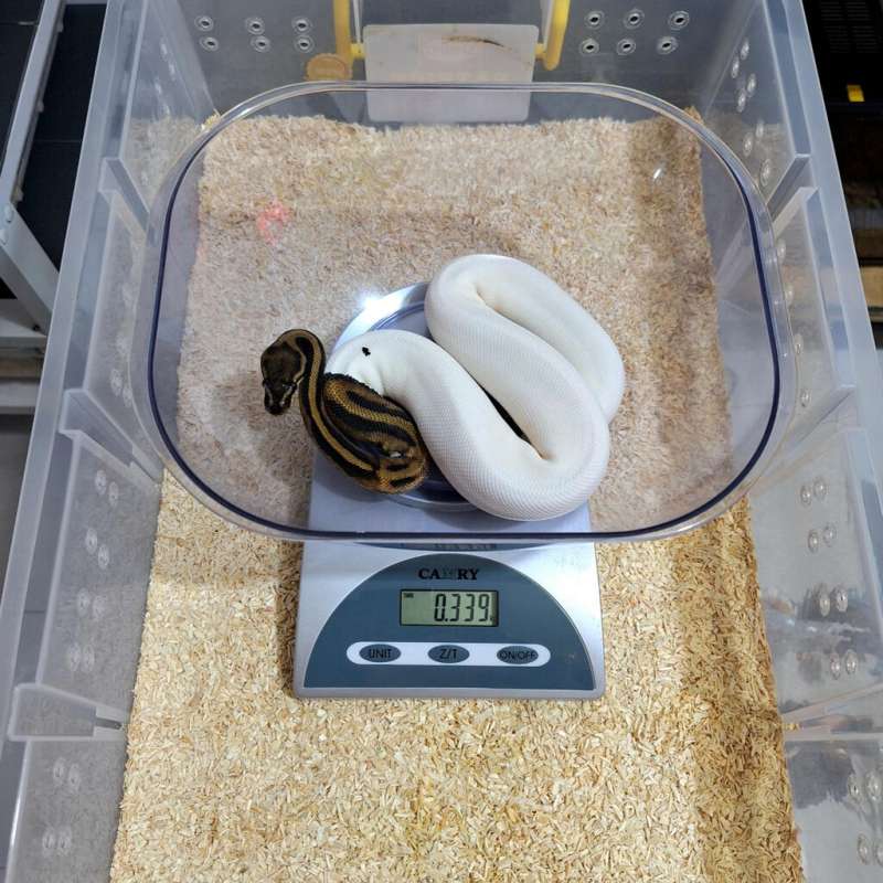 Pied Het Desert Ghost Female