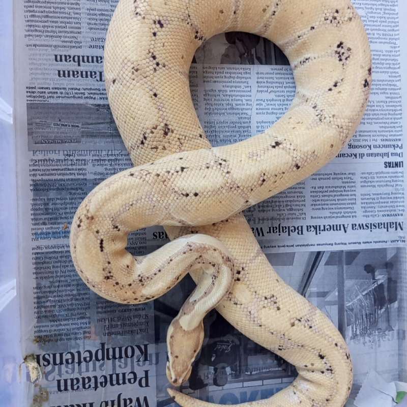 M.BANANA PASTEL
