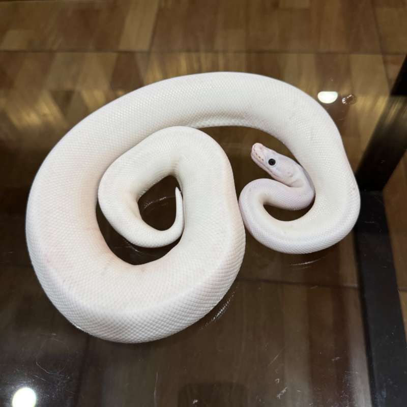 Bp terputih Spotnose pied poss het desert ghost male