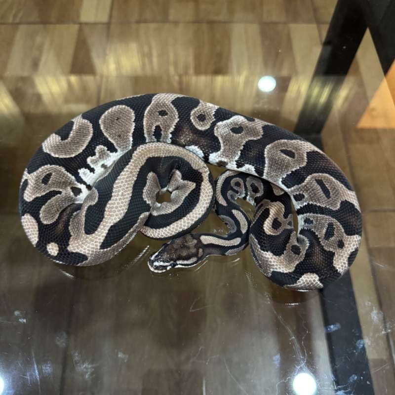 Leopard axanthic poss het pied female