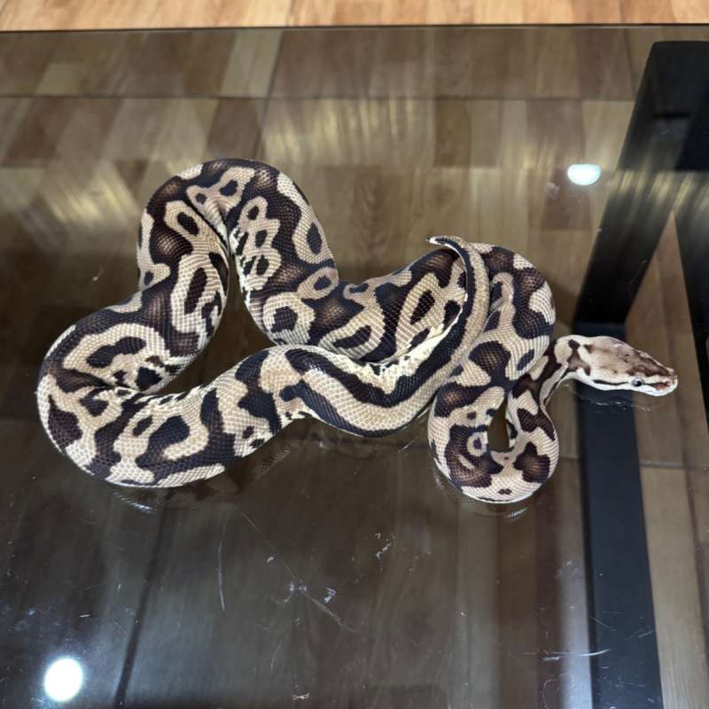 Pastel leopard spectre het clown female